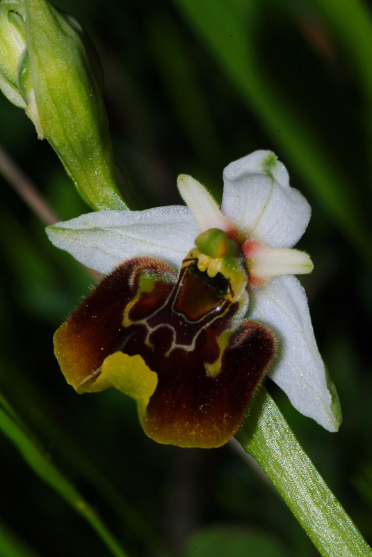 Ophrys holosericea subsp. holosericea